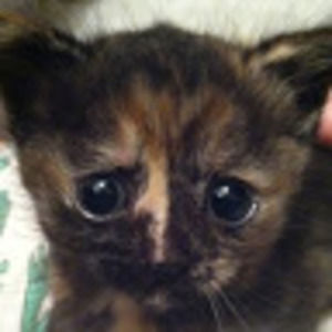 Meet your Posher, Martha